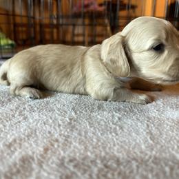 6th Born ee Cream Female - Cream Dachshund puppy in Rochester, Washington from Curtiss Dachshunds