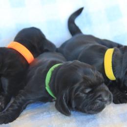 Green Collar Black Boy - Black male English Cocker Spaniel puppy in Roseburg, Oregon from Coco Kennel