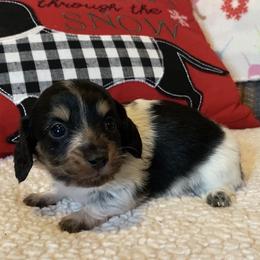 Zazu - Piebald male Dachshund puppy in Gladewater, Texas from Devoted Dachshunds