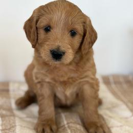 Ben - Apricot male Goldendoodle puppy in Strasburg, Virginia from Shenandoah Valley Doodles