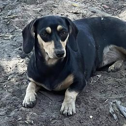 Kiwi - Dachshund