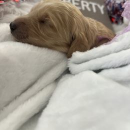 Goldendoodle Puppies from Averee's Doodles
