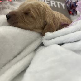 Goldendoodle Puppies from Averee's Doodles