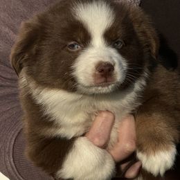 Miniature Australian Shepherd Puppies from Double-P Aussies