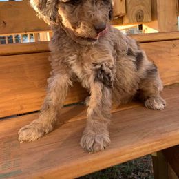 Aussiedoodle, Goldendoodle, and Poodle Puppies from Dandelion Doodles of Oklahoma