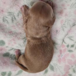 Girl 2 - female Dachshund puppy in Redding, California from Dulcedoxies