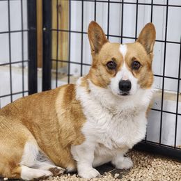 Sunny - Pembroke Welsh Corgi