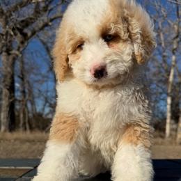 Olive - Yellow and white female Bernedoodle puppy in Sioux Falls, South Dakota from WhiskeyCreek Doodles