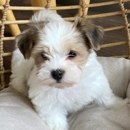 Havanese Puppies from LUCKY HAVANESE