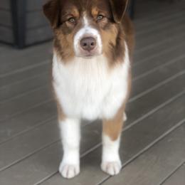 Australian Shepherd All Grown Up from Glenlake Australian Shepherds