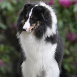 Guppy - Shetland Sheepdog
