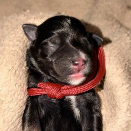 Winston - Salt and pepper male Miniature Schnauzer puppy in Bellingham, Washington from Tikilove Farm