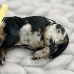 Seraphina - Blue merle Aussiedoodle puppy in Chattanooga, Tennessee from Remedy Ridge Aussiedoodles