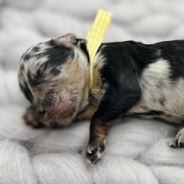 Seraphina - Blue merle Aussiedoodle puppy in Chattanooga, Tennessee from Remedy Ridge Aussiedoodles