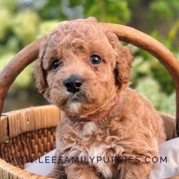 Miniature Boy-Kenny - Apricot male Goldendoodle puppy in Tennessee from Lee Family Puppies