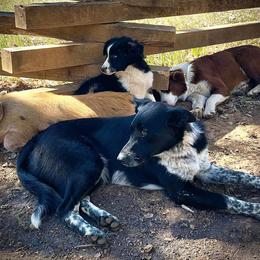 Abby - Border Collie