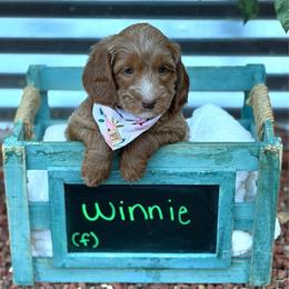 Winnie - Apricot female Australian Labradoodle puppy in Citrus Heights, California from Elite Blend Labradoodles