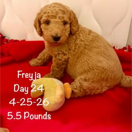 Freyja (Liberty) Red Pure Poodle, Smaller Standard Poodle - Red  female Poodle puppy in Sacramento, California from Robinsnest Poodles
