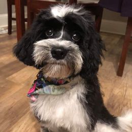 Aussiedoodle and Cavapoo All Grown Up from Blue Diamond Puppies
