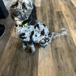 ZaZa - Goldendoodle