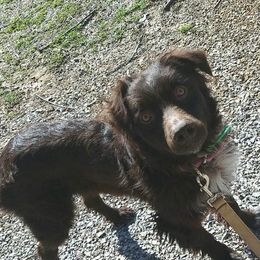 Hershey  - Australian Shepherd