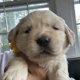 Golden Retriever Puppies from Ruff Life Goldens