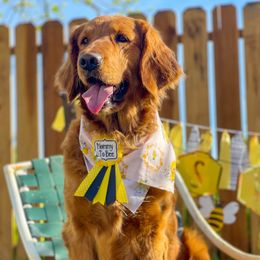 Golden Retrievers from Honey Bee Goldens