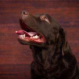 Phoebe - Labrador Retriever