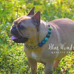 Maybelline - French Bulldog