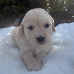 Peach Collar Girl - Golden female Golden Retriever puppy in Salt Lake City, Utah from Deseret Peak Goldens