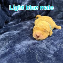 Light blue - Golden male Golden Retriever puppy in Salt Lake City, Utah from Soaring golden retrievers