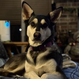 Reagen - German Shepherd