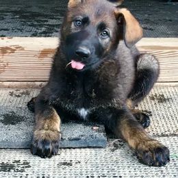 German Shepherd Puppies from Rodina Straze German Shepherds