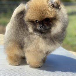 Pomeranian Puppies from Montefino Pomeranians