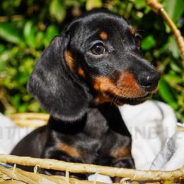 Paramedic - Black and tan male Dachshund puppy in Temecula, California from Naomi Magee's Dachshund Kennel