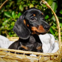 Paramedic - Black and tan male Dachshund puppy in Temecula, California from Naomi Magee's Dachshund Kennel