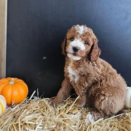 Candy Corn - Red  male Goldendoodle puppy in Daytona Beach, Florida from Beach Doodles