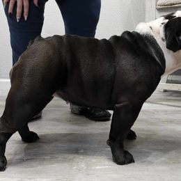 Australian Shepherd, Bulldog, and Great Dane All Grown Up from Red Cloud Australian Shepherds and DeGray Great Danes & Bulldogs