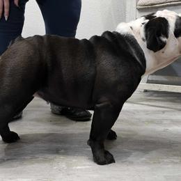 Australian Shepherd, Bulldog, and Great Dane All Grown Up from Red Cloud Australian Shepherds and DeGray Great Danes & Bulldogs