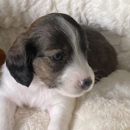 Dachshund Puppies from Bella’s Puppies