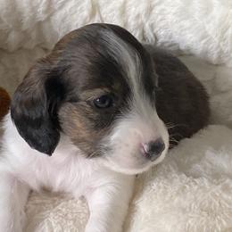 Dachshund Puppies from Bella’s Puppies
