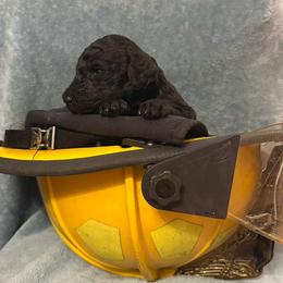 Hermes - Black male Poodle puppy in Petal, Mississippi from Petal Poodles