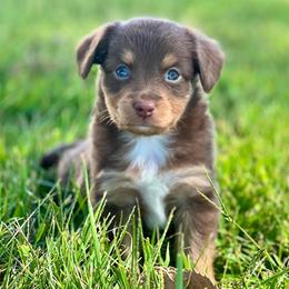 Toy Australian Shepherd Puppies from Kickapoo Creek Toy Aussies