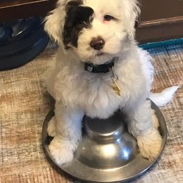 Portuguese Water Dog Puppies from Stacy's PWD Portuguese Water Dogs