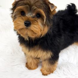 Woody - Black and tan male Yorkshire Terrier puppy in Mattawa, Washington from All Star Yorkies