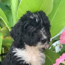 Sheepadoodle and Bernedoodle Puppies from Free State Pedigrees