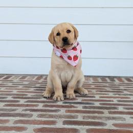 Labrador Retriever Puppies from BAK Forty Ranch