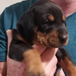 Doberman Pinschers from Rebecca Dollhopf's Doberman Pinschers