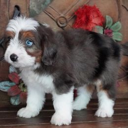 Boy 2 - Blue merle male Aussiedoodle puppy in Lawton, Oklahoma from Lindsey’s Aussies