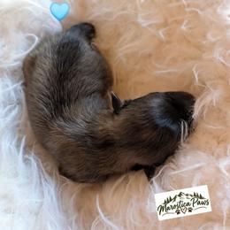 Oakley - Cream sable male Pomeranian puppy in Granby, Colorado from Marostica Paws
